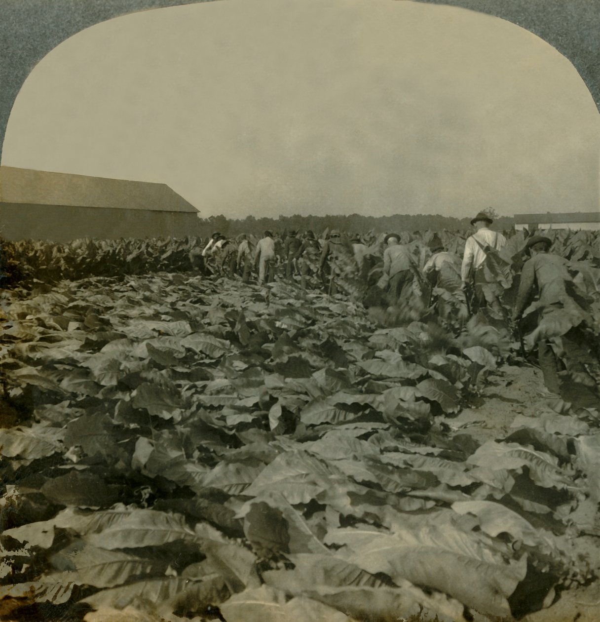 Tabak schneiden, Kentucky, USA von Keystone View Company