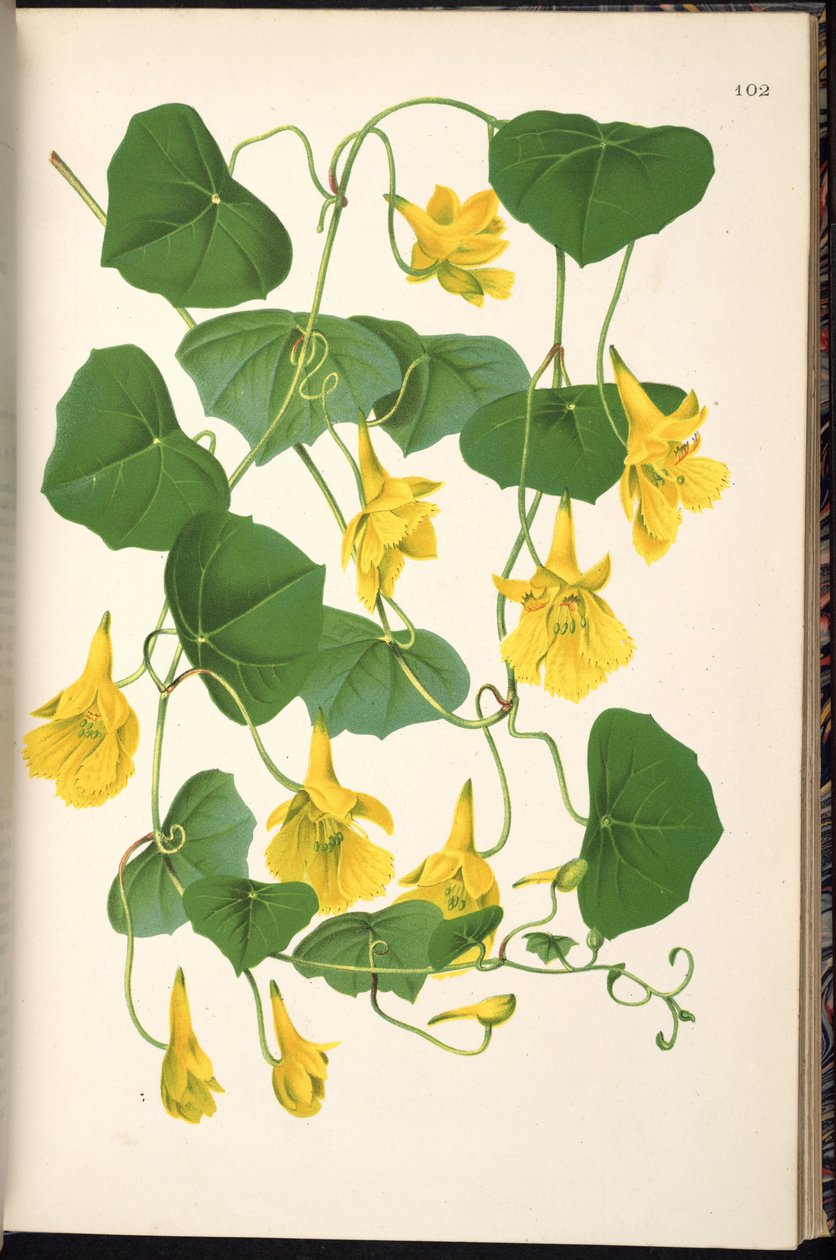 Tropaeolum pendulum von Klotzsch
