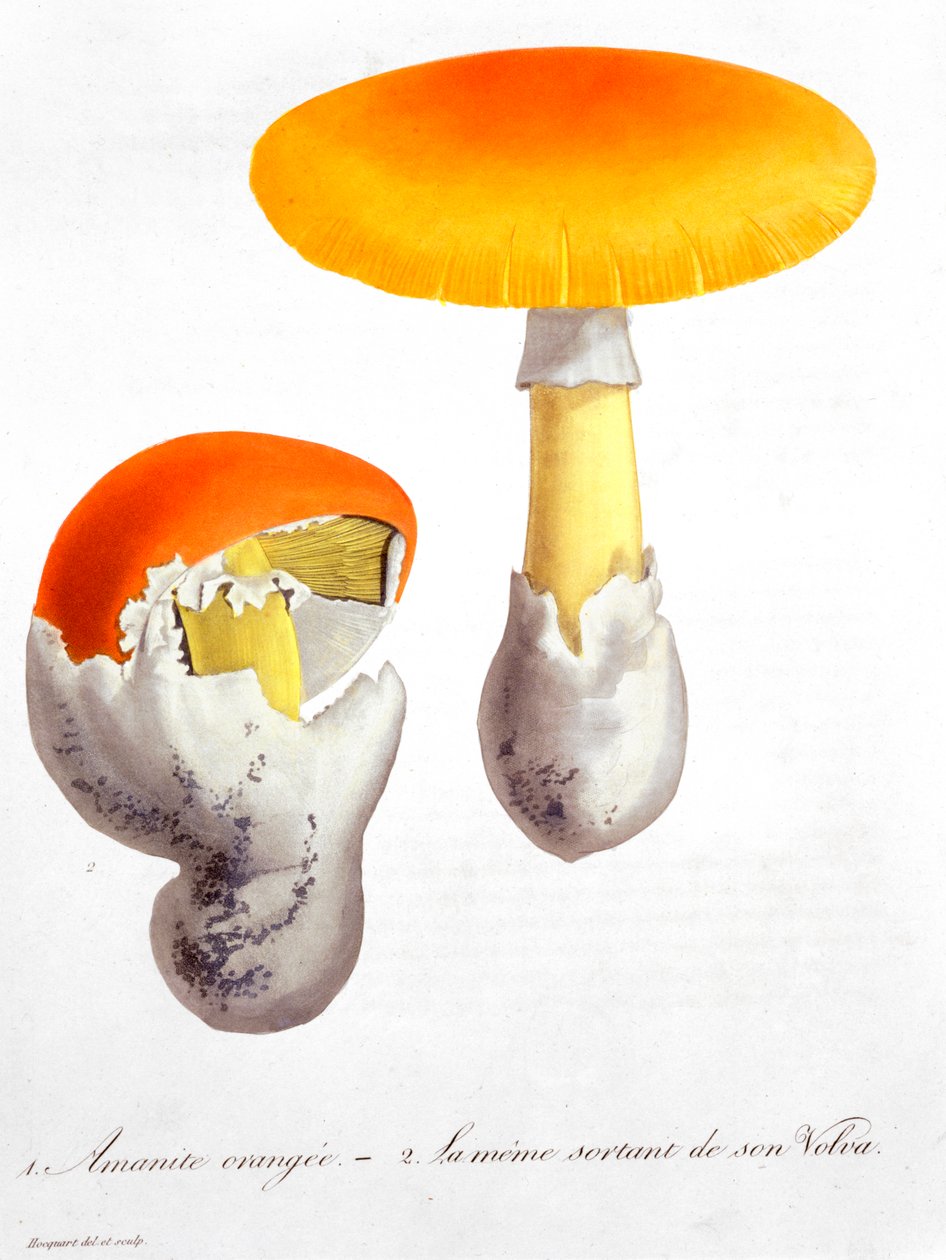 Kaiserlicher Wulstling, 1821 von LFJ Hoquart