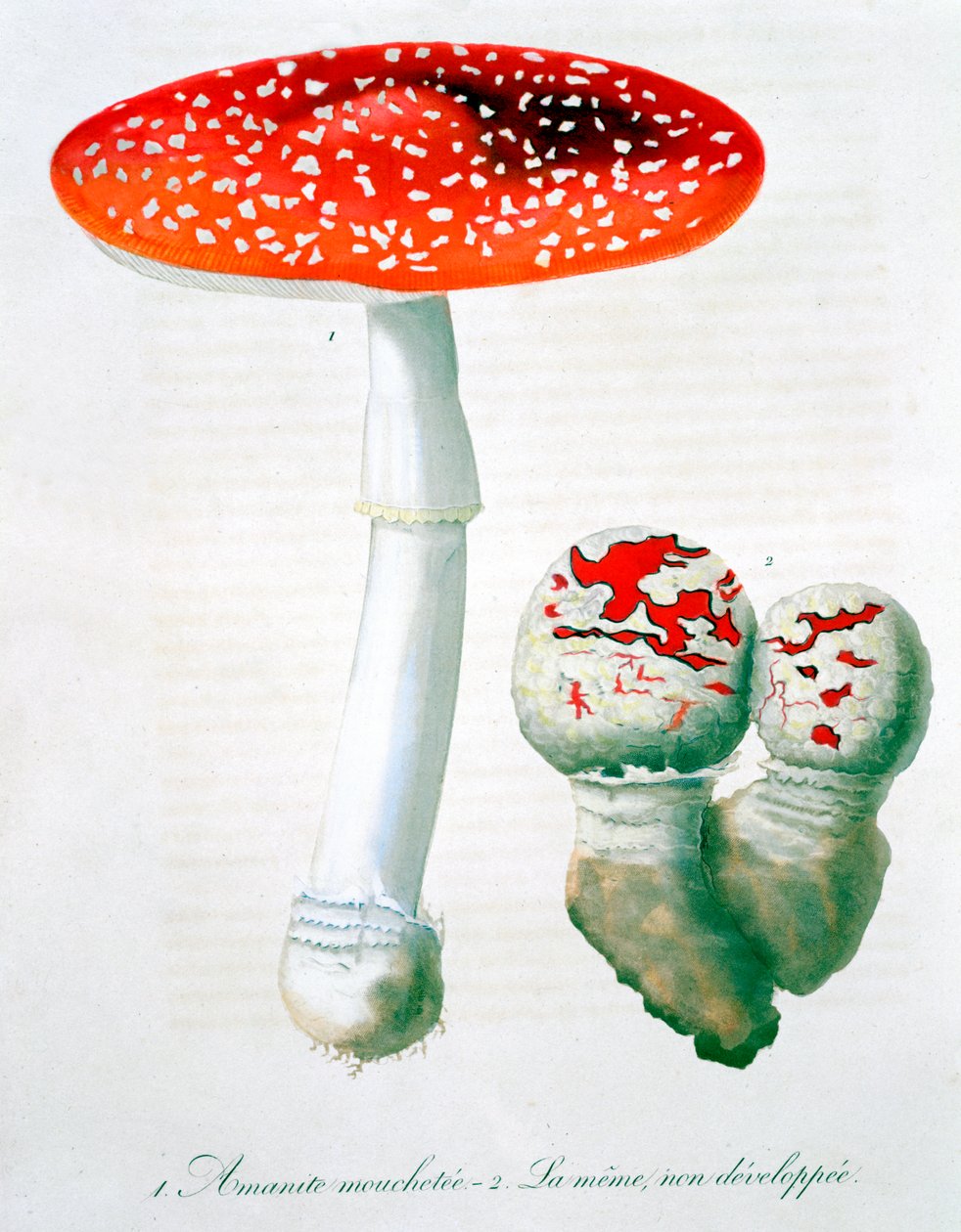 Fliegenpilz, 1821 von LFJ Hoquart
