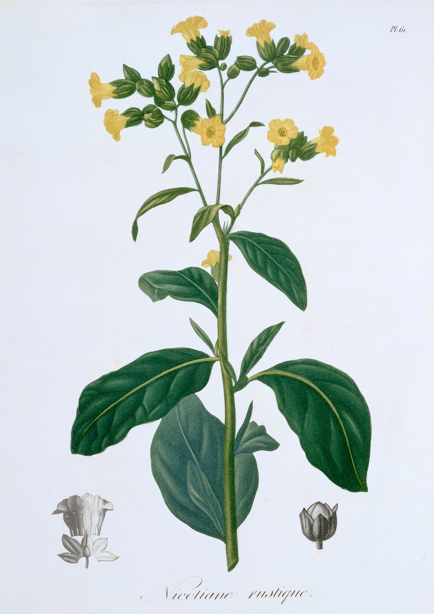 Nicotiana Tabak, 1821 von LFJ Hoquart