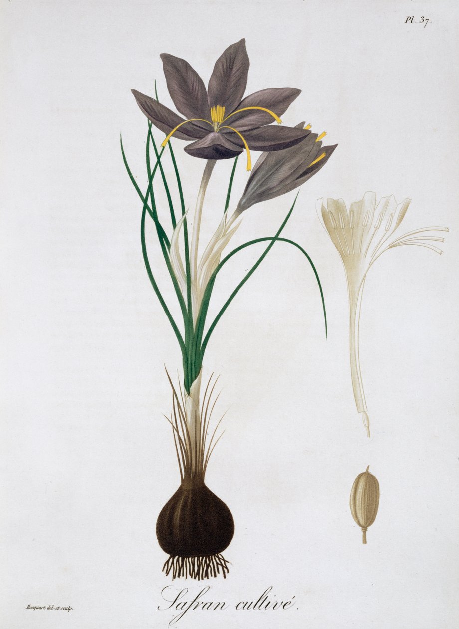 Safrankrokus, 1821 von LFJ Hoquart
