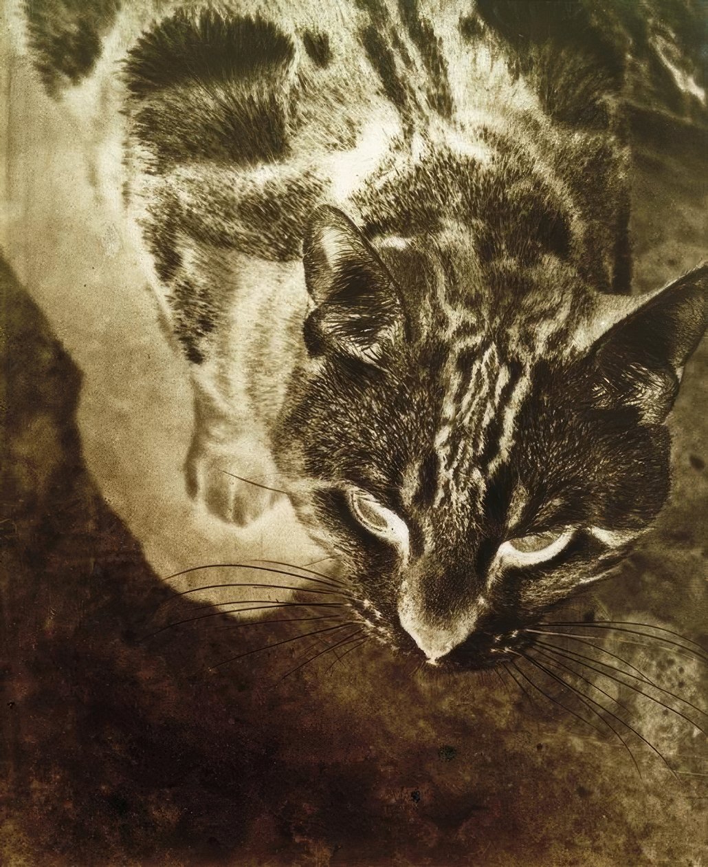 Katze von Laszlo Moholy Nagy
