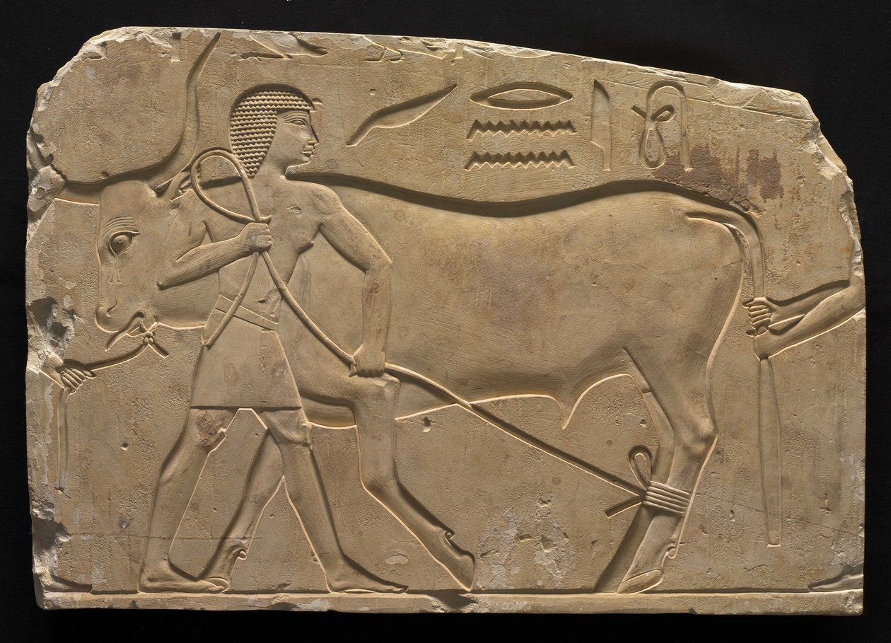 Männer, die einen Ochsen binden, 667-647 v. Chr. von Late Period Egyptian