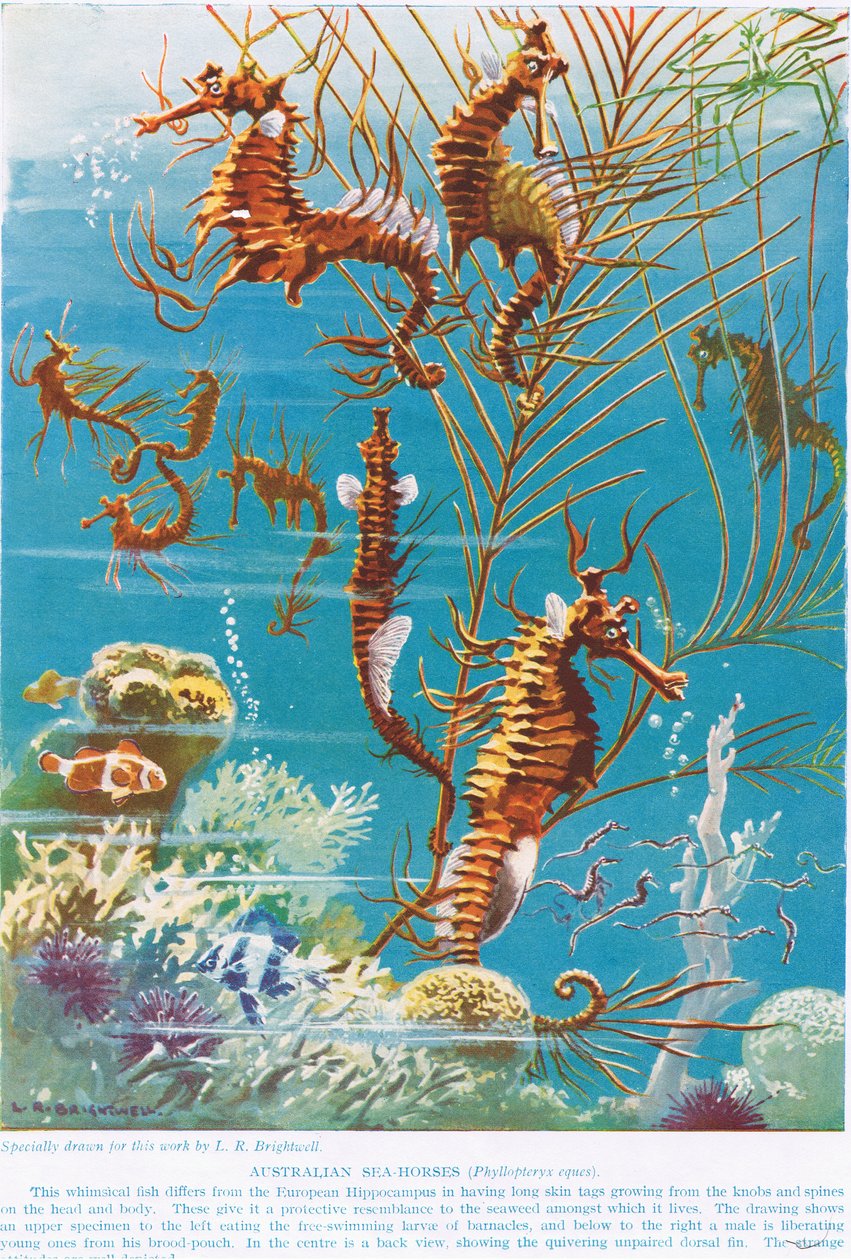 Australische Seepferdchen, Illustration aus 
