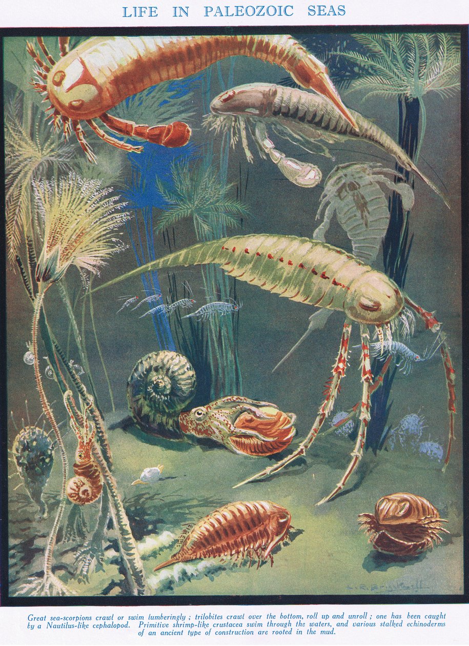 Leben in den paläozoischen Meeren, Illustration aus 