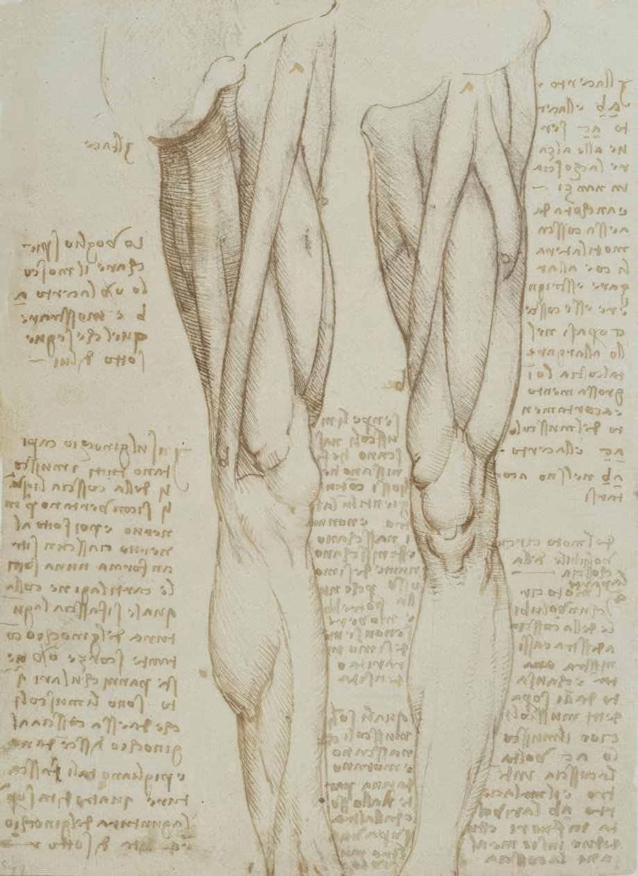 Anatomiestudien von Leonardo da Vinci