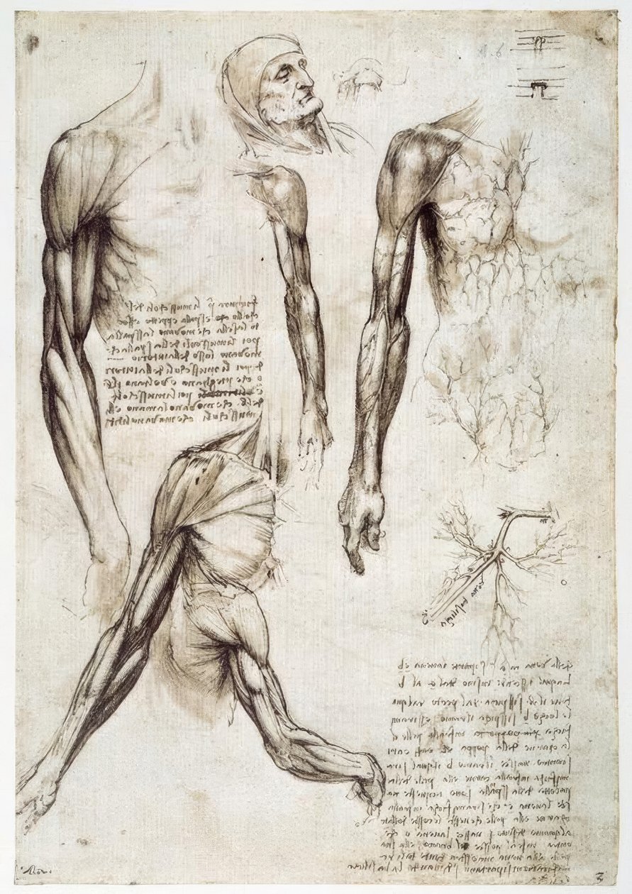 Anatomiestudien von Leonardo da Vinci