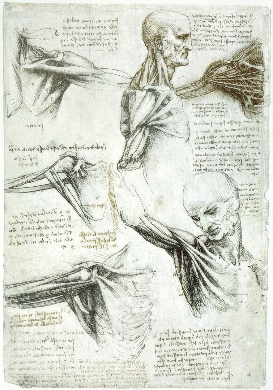 Anatomiestudien von Leonardo da Vinci