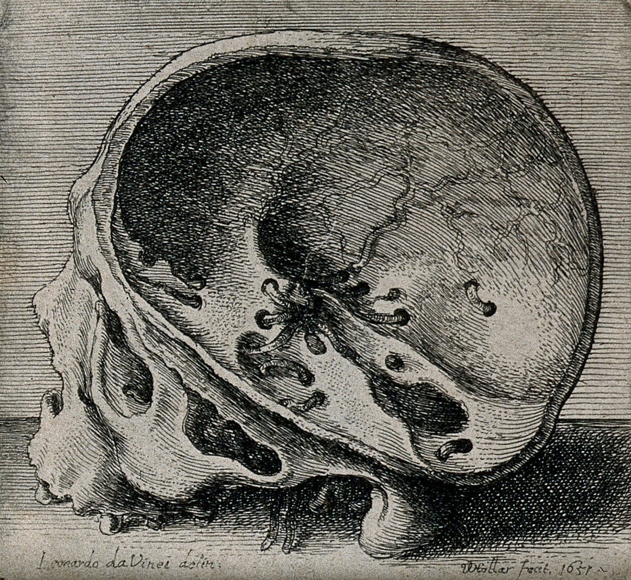 Querschnitt eines Schädels im Profil von Leonardo da Vinci
