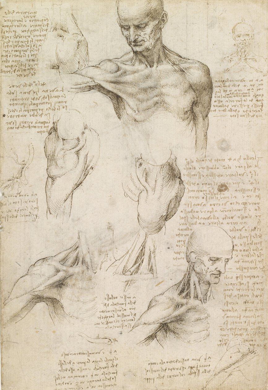Oberflächliche Anatomie von Schulter und Nacken (recto) von Leonardo da Vinci