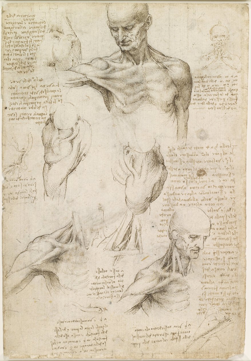 Oberflächliche Anatomie von Schulter und Nacken (recto) von Leonardo da Vinci