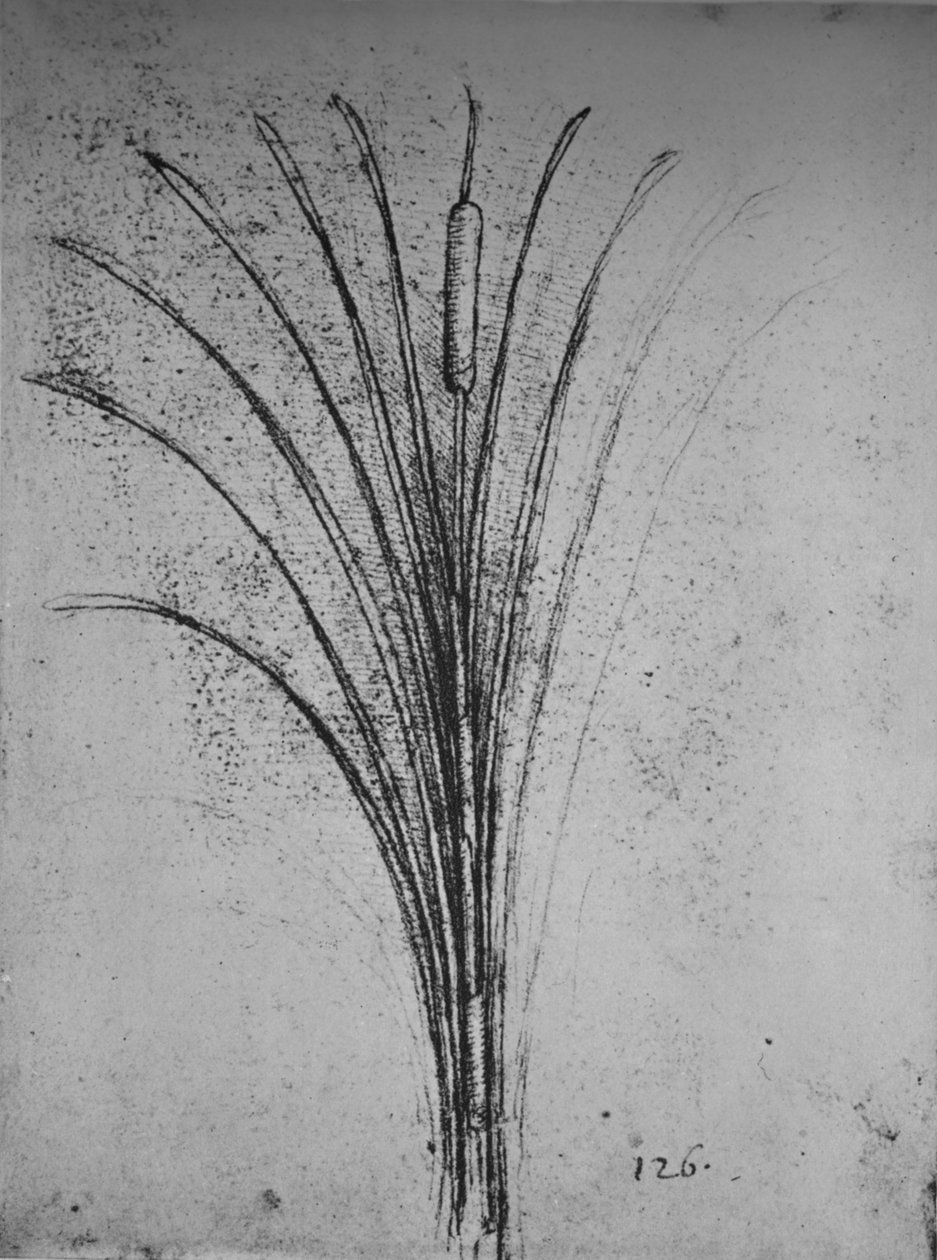 Eine Binsenpflanze, ca. 1480, 1945 von Leonardo da Vinci