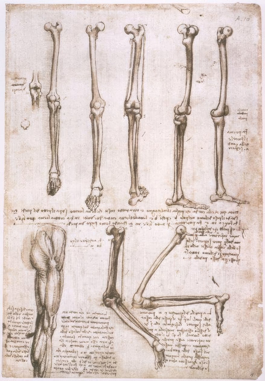 Anatomiestudien von Leonardo da Vinci