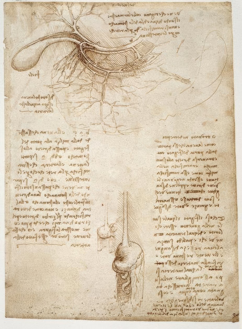 Anatomiestudien von Leonardo da Vinci