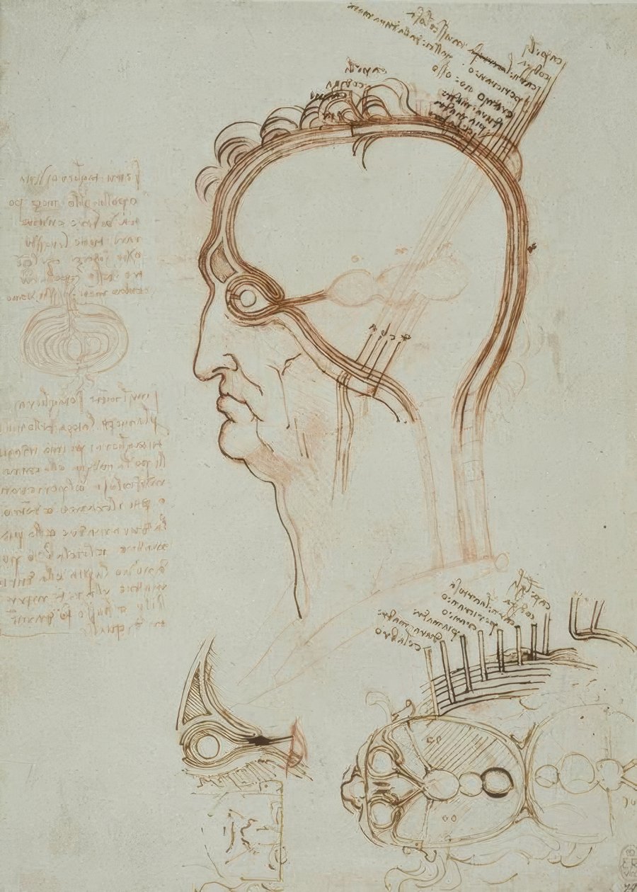 Anatomiestudien von Leonardo da Vinci