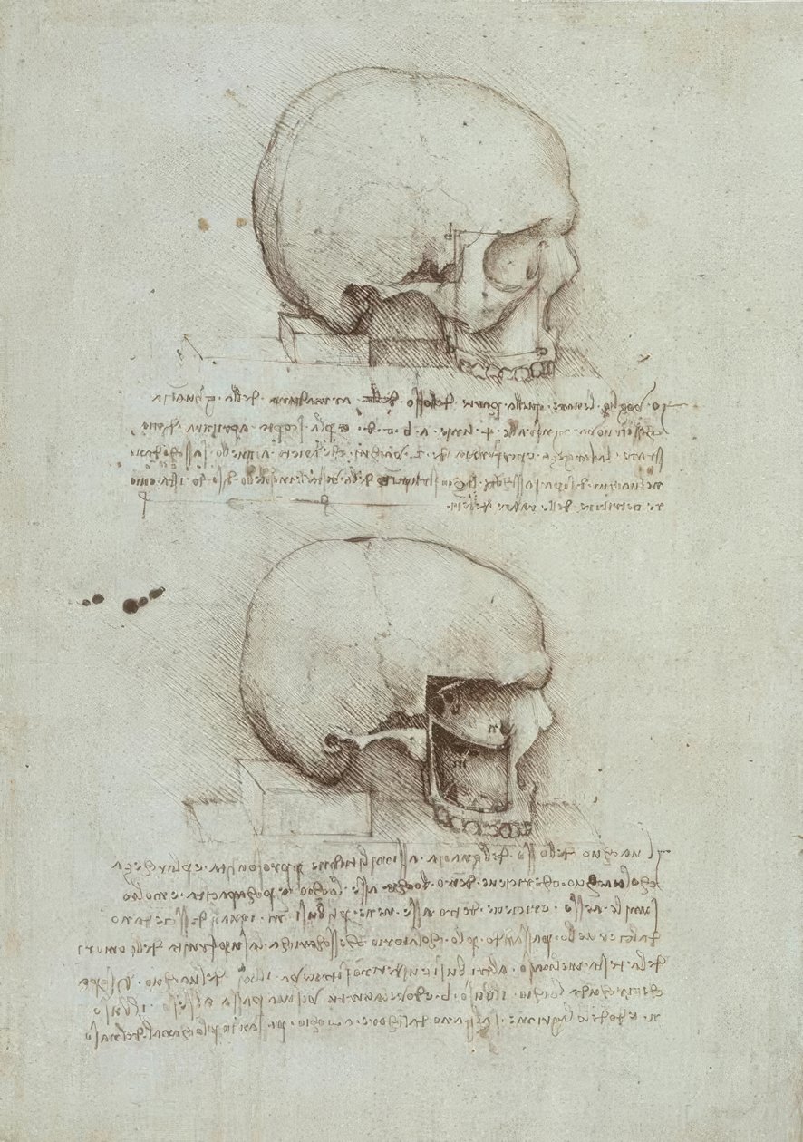 Anatomiestudien von Leonardo da Vinci