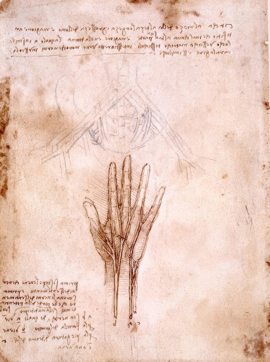 Anatomiestudien: Skizze der Beckengefäße von Leonardo da Vinci
