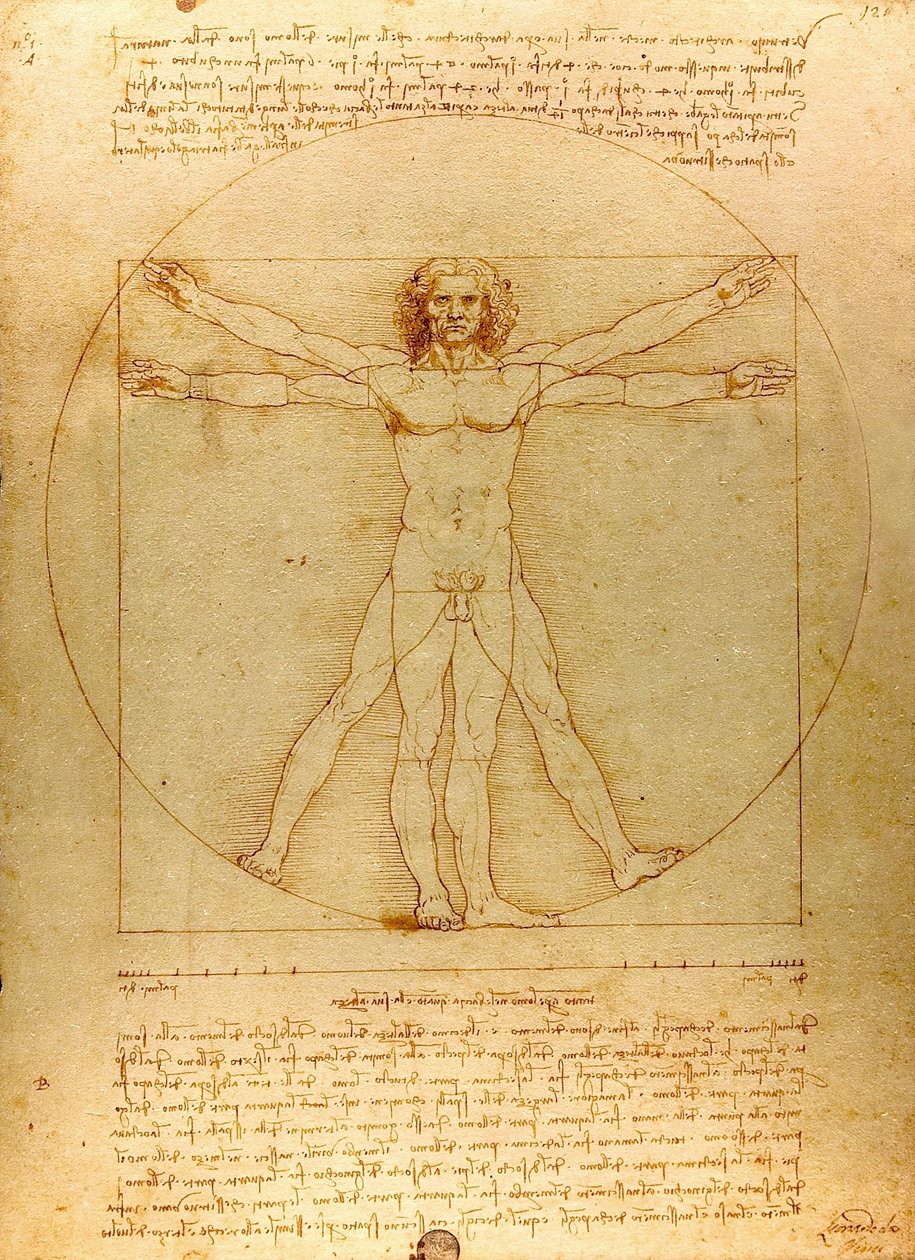 Vitruvianischer Mensch (beschnitten) von Leonardo da Vinci