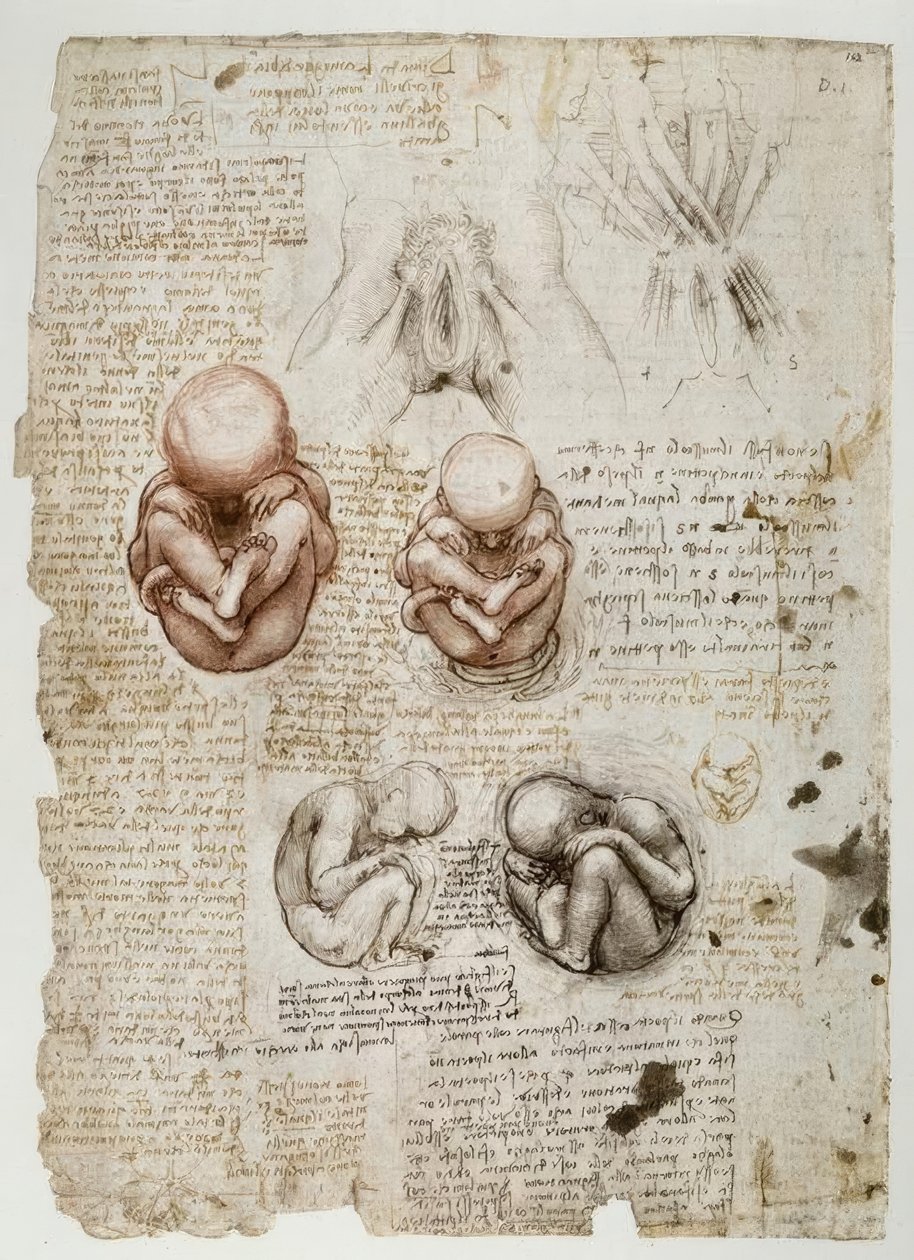 Fötus im Uterus von Leonardo da Vinci