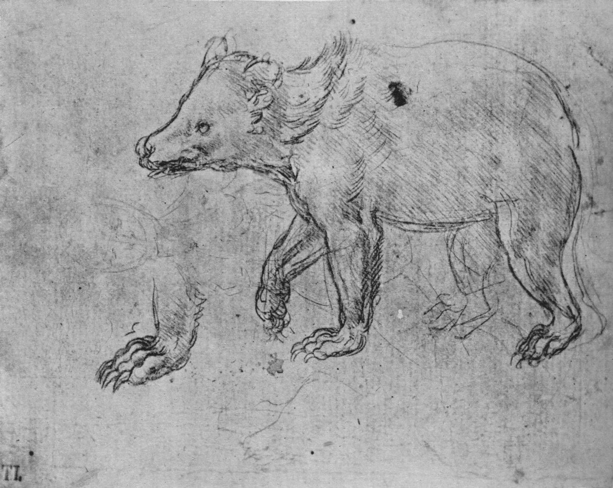 Studie eines Bären, um 1480, 1945 von Leonardo da Vinci
