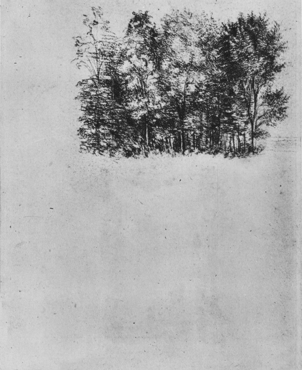 Studie eines Unterholzes von Leonardo da Vinci