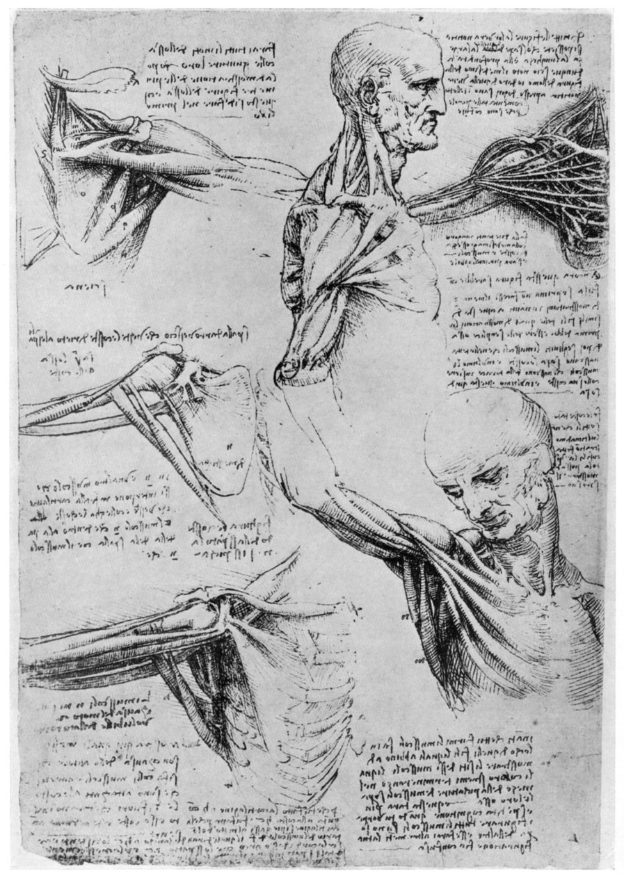 Studie der Schultergelenke, 1510-1511 von Leonardo da Vinci