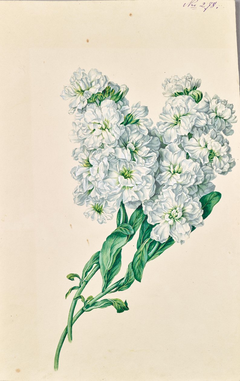 Weiße Blumen von Leopold von Stoll
