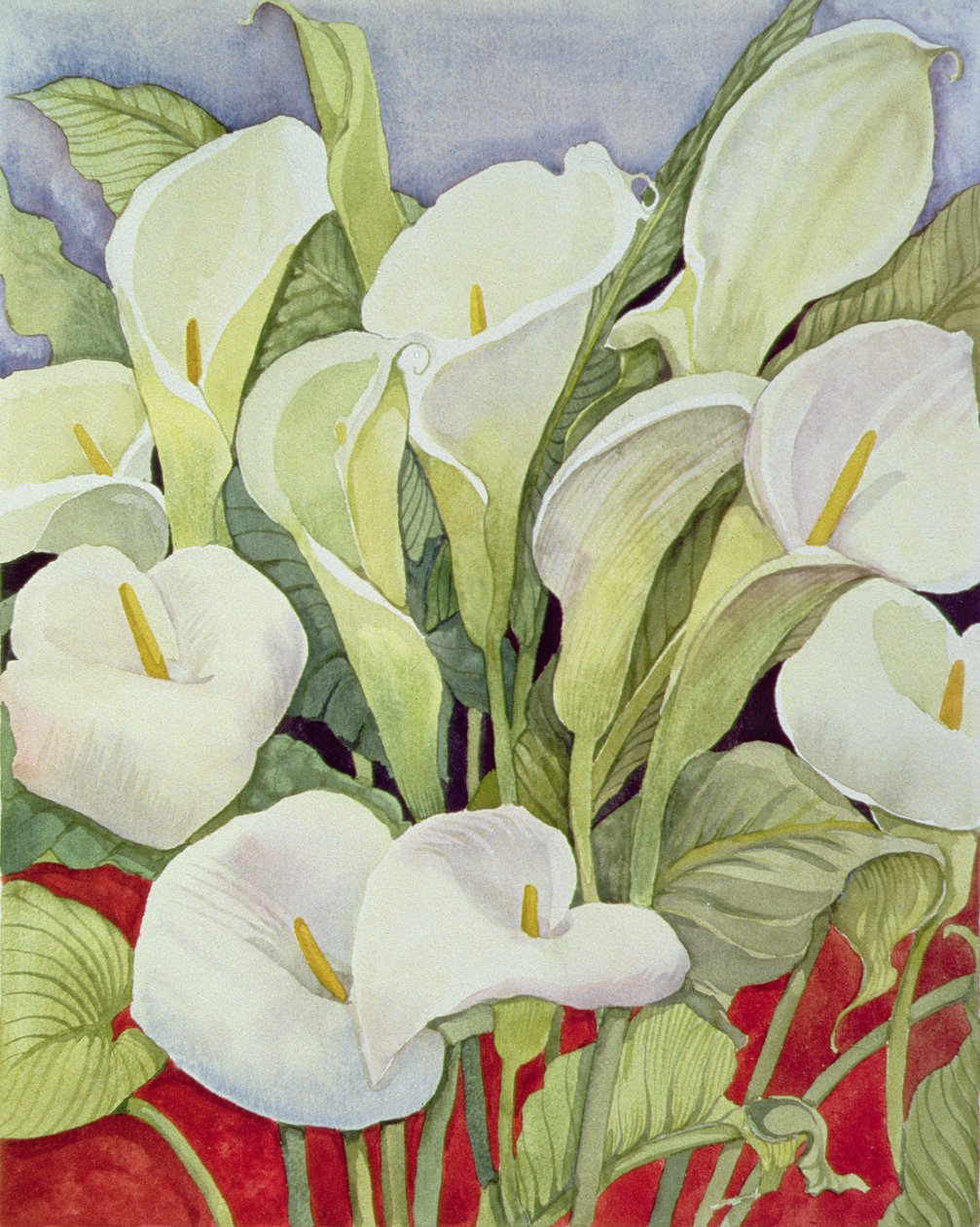 Arum-Lilien, 1978 von Lillian Delevoryas