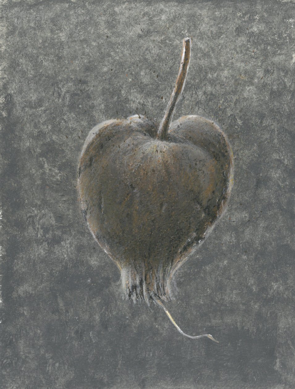 Barringtonia Acutangula von Lincoln Seligman