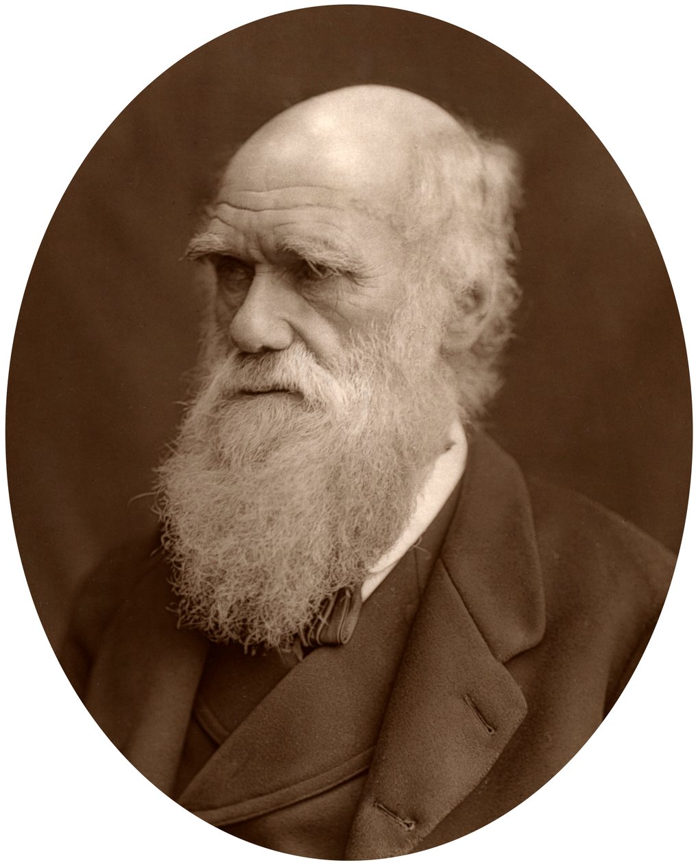 Charles Darwin, 1878 von Lock and Whitfield