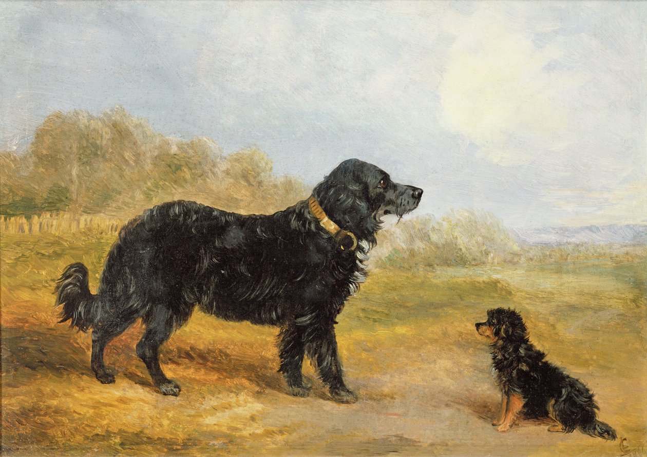 Hunde von Loey Campbell
