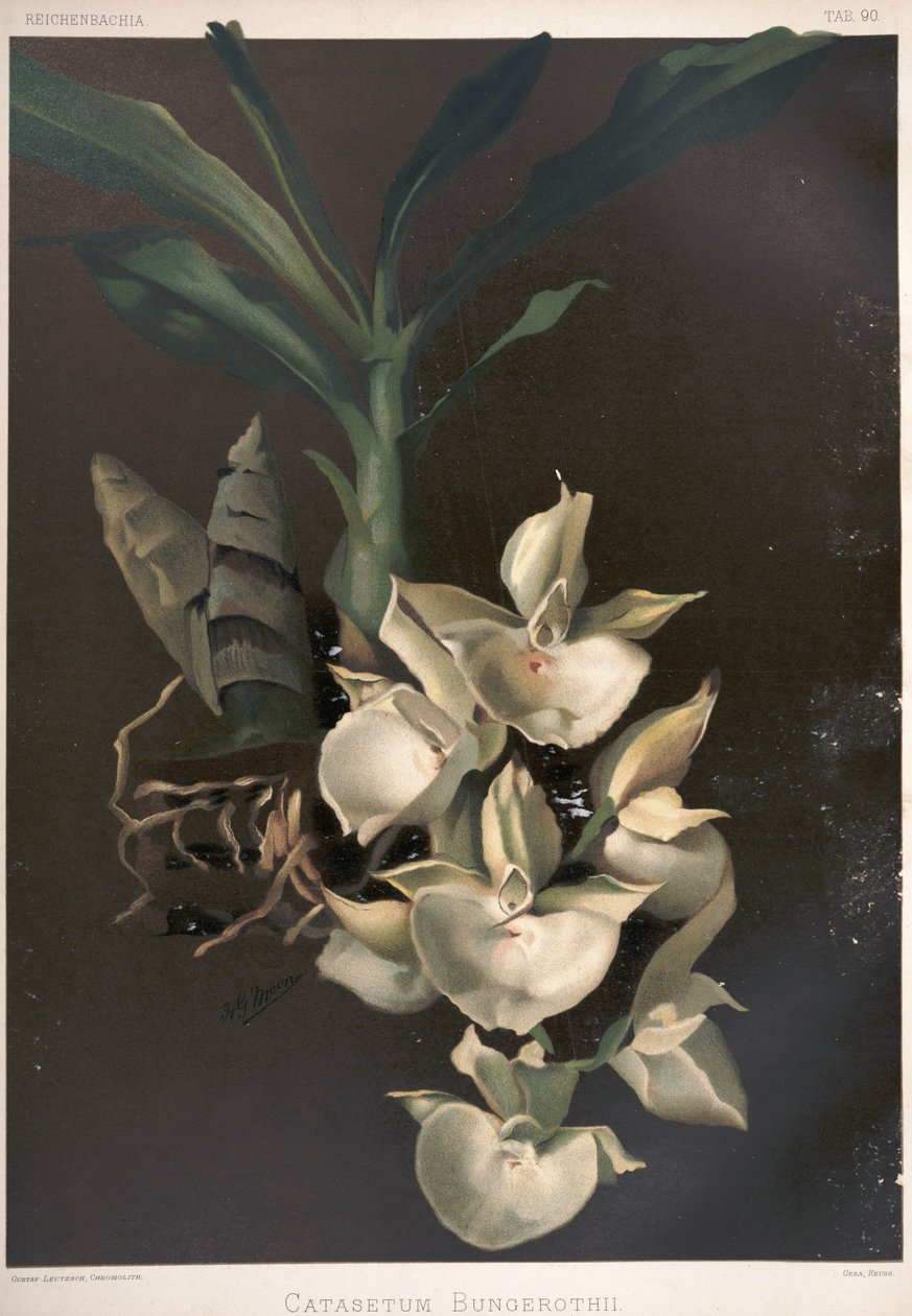 Catasetum pileatum als syn: Catasetum bungerothii von London H. Sotheran and Co.