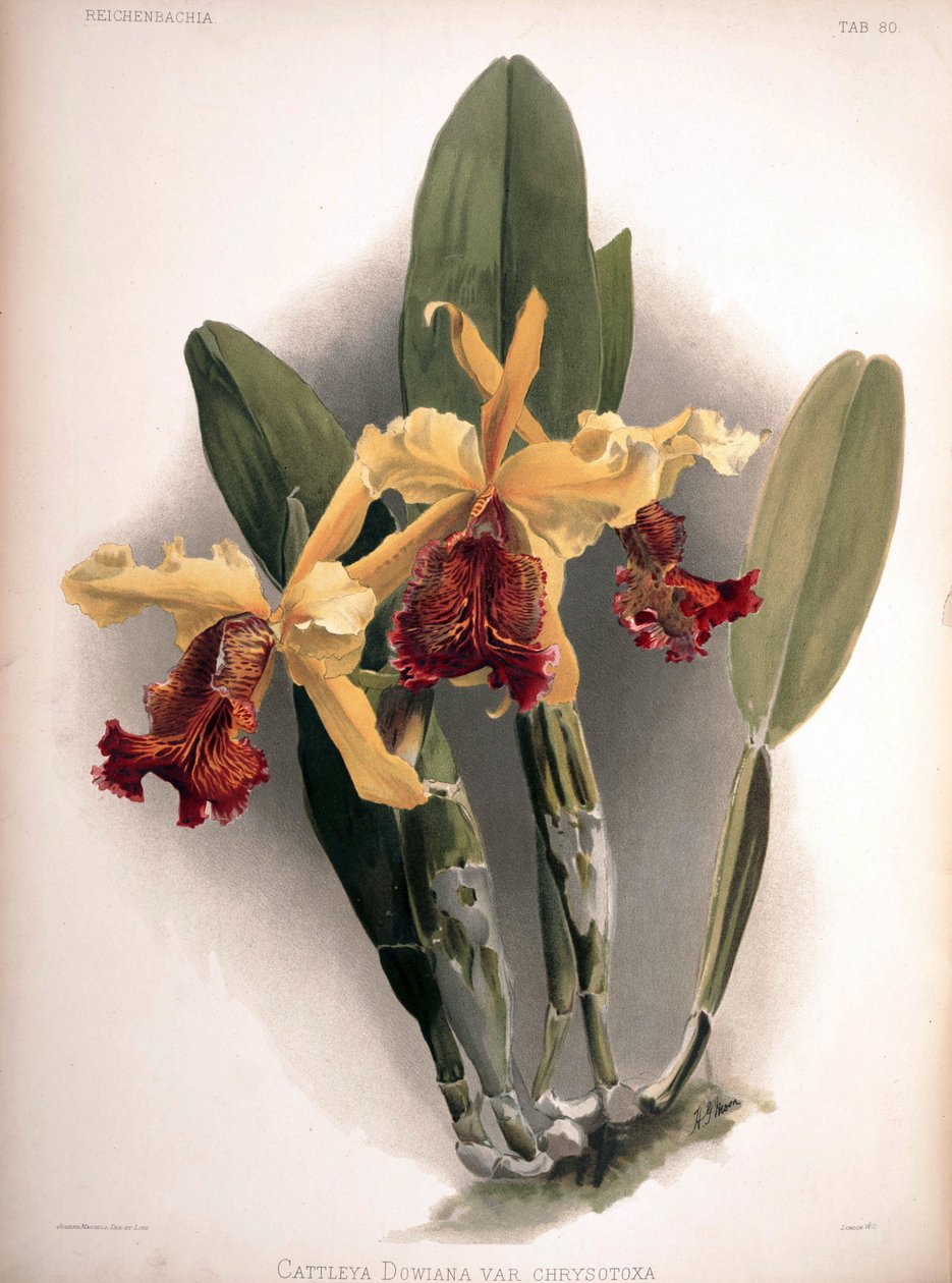 Cattleya dowiana var. aurea als syn.: Cattleya dowiana var. chrysotoxa von London H. Sotheran and Co.