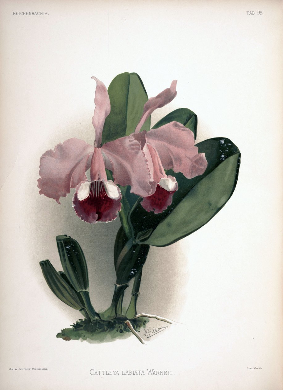 Cattleya warneri als syn.: Cattleya labiata var. warneri von London H. Sotheran and Co.