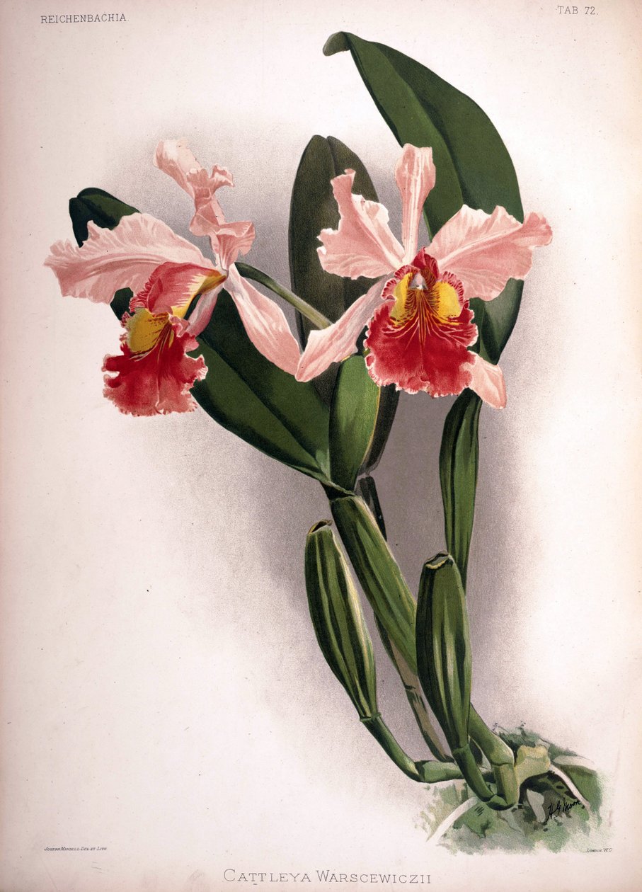 Cattleya warscewiczii von London H. Sotheran and Co.