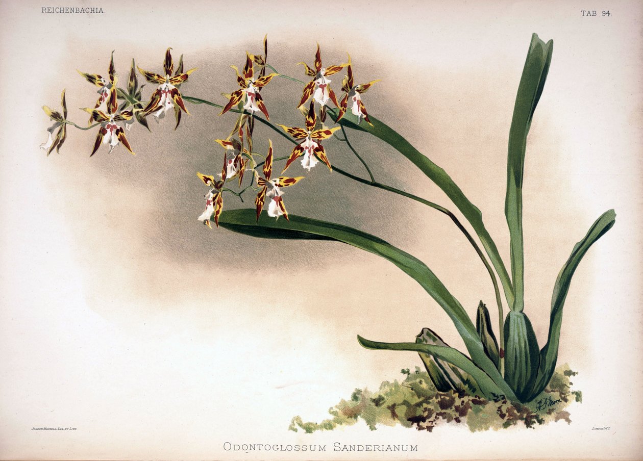 Odontoglossum constrictum als syn.: Odontoglossum sanderianum von London H. Sotheran and Co.