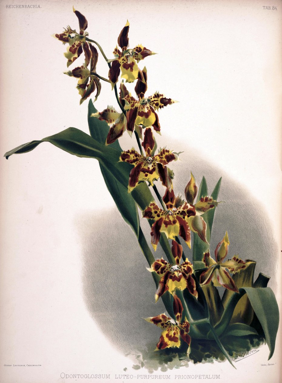 Odontoglossum luteopurpureum von London H. Sotheran and Co.