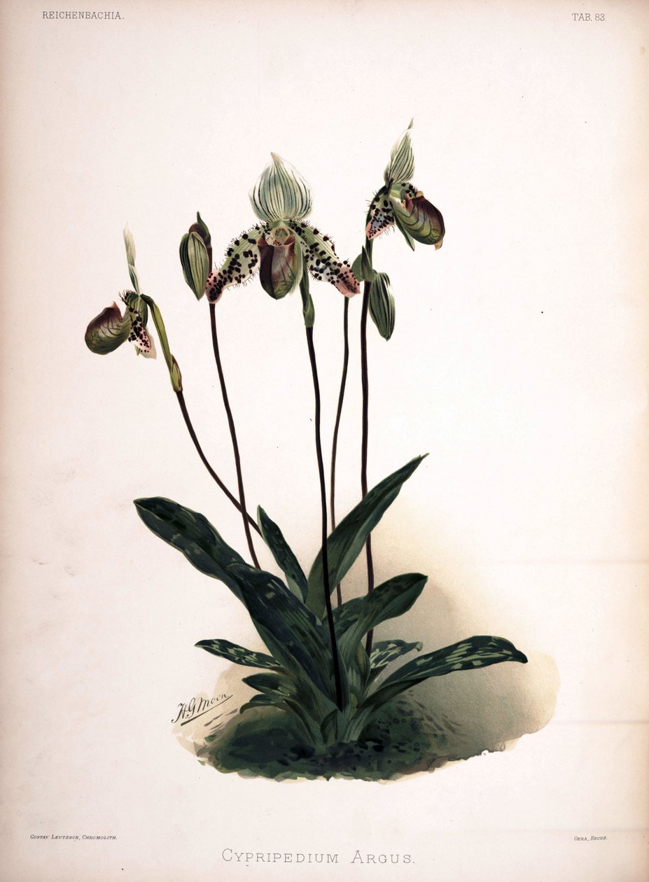 Paphiopedilum argus als syn.: Cypripedium argus von London H. Sotheran and Co.
