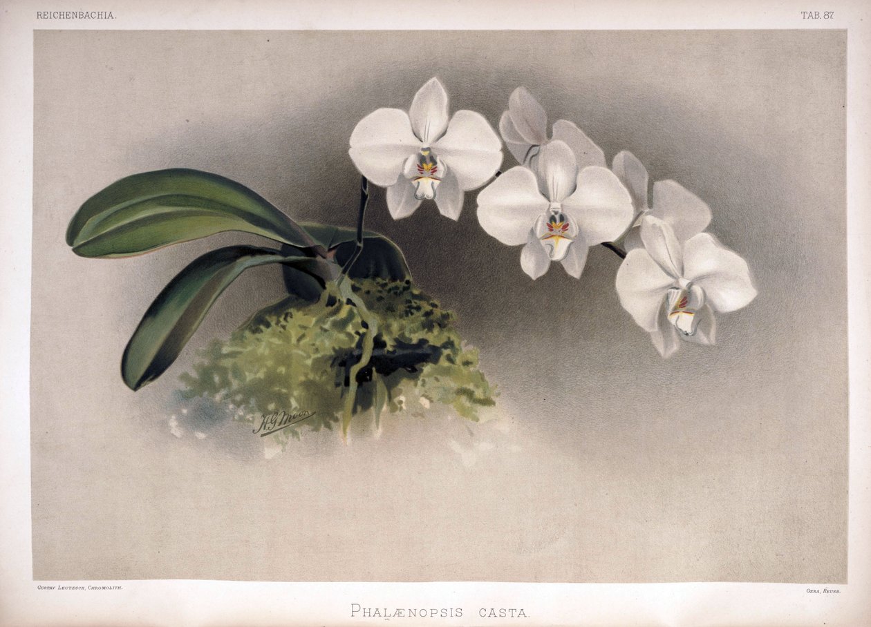 Phalaenopsis × leucorrhoda als Synonym von London H. Sotheran and Co.