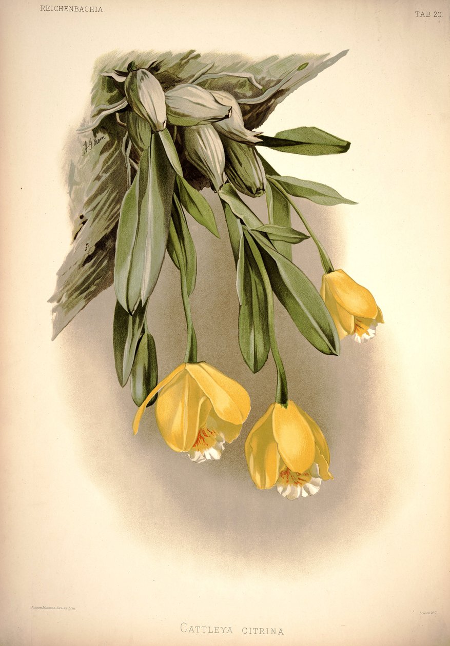 Prosthechea citrina (als: Cattleya citrina) von London H. Sotheran and Co.