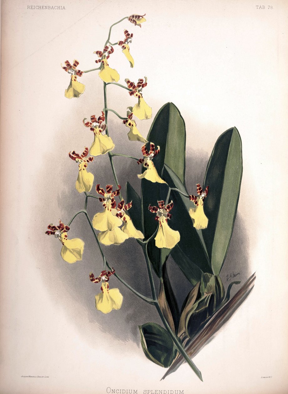Trichocentrum splendidum als syn.: Oncidium splendidum von London H. Sotheran and Co.