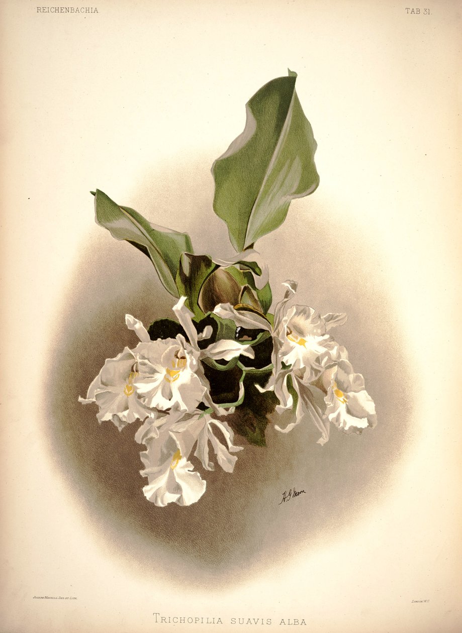 Trichopilia suavis von London H. Sotheran and Co.