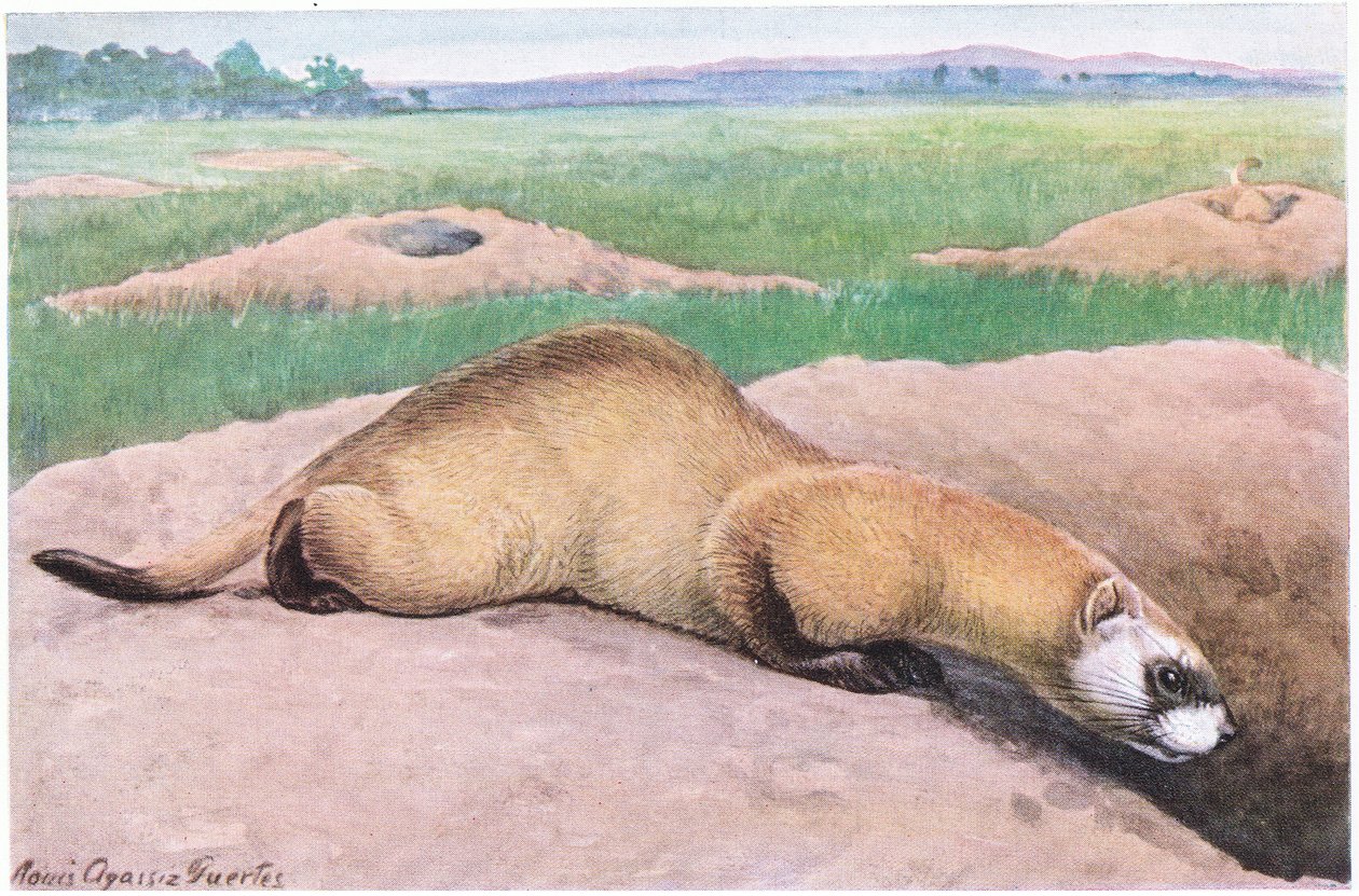 Schwarzfußiltis, schwarze Maske, Füße und Schwanzspitze, eines der seltensten Säugetiere Amerikas von Louis Agassiz Fuertes