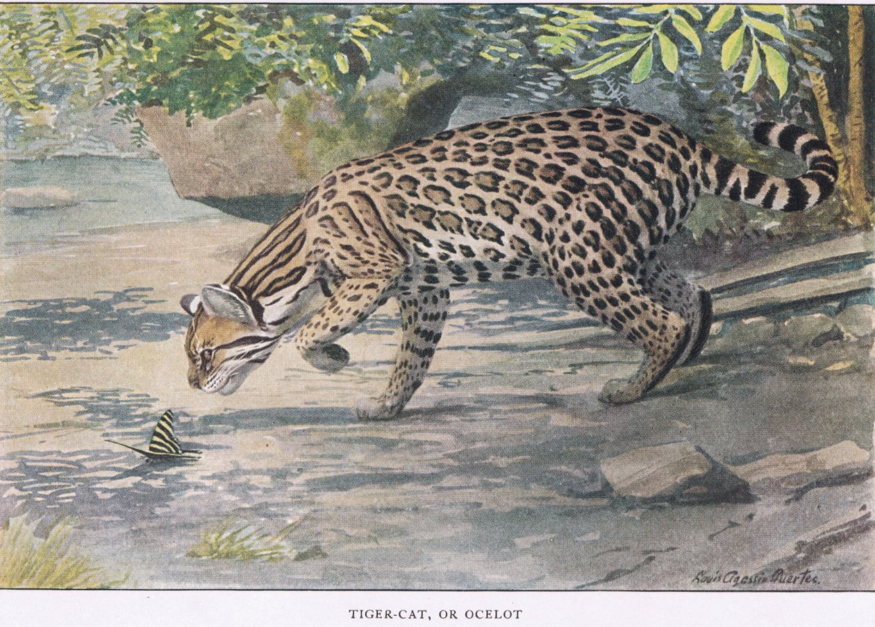 Rotluchs oder Ozelot von Louis Agassiz Fuertes