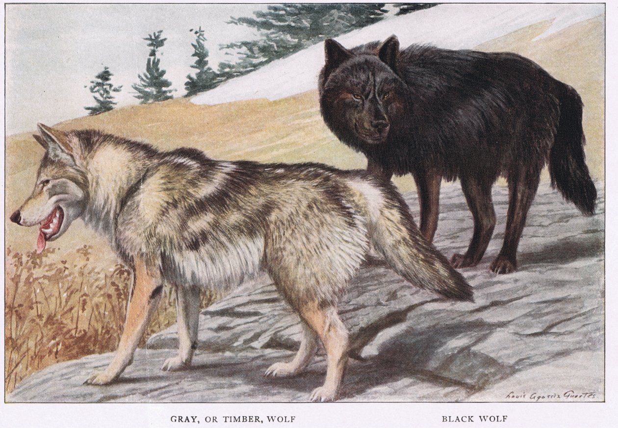 Grauer oder Holz-Wolf von Louis Agassiz Fuertes