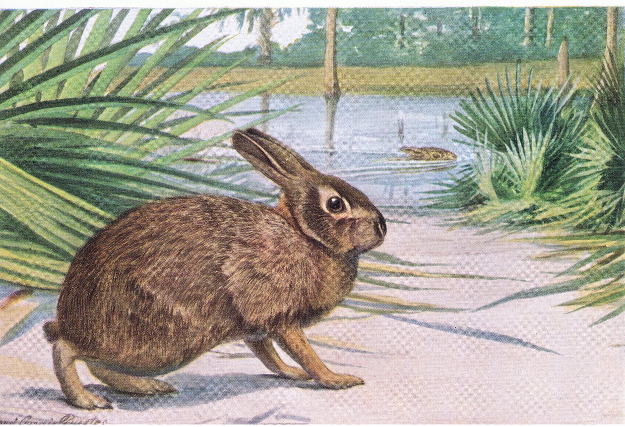 Sumpfkaninchen - langsam an Land, aber schwimmt schnell mit gespreizten Zehen von Louis Agassiz Fuertes