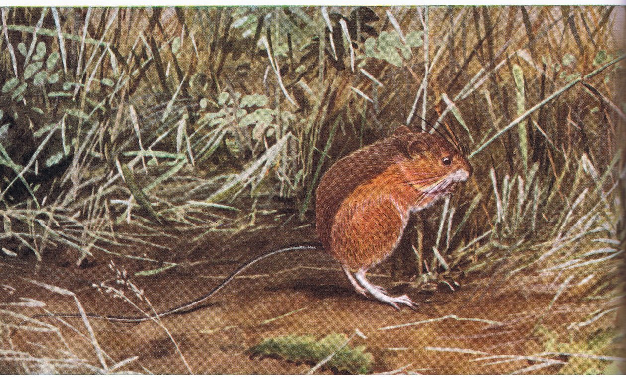 Wiesenhüpfmaus, winzige Maus, kann aber acht Fuß weit springen von Louis Agassiz Fuertes