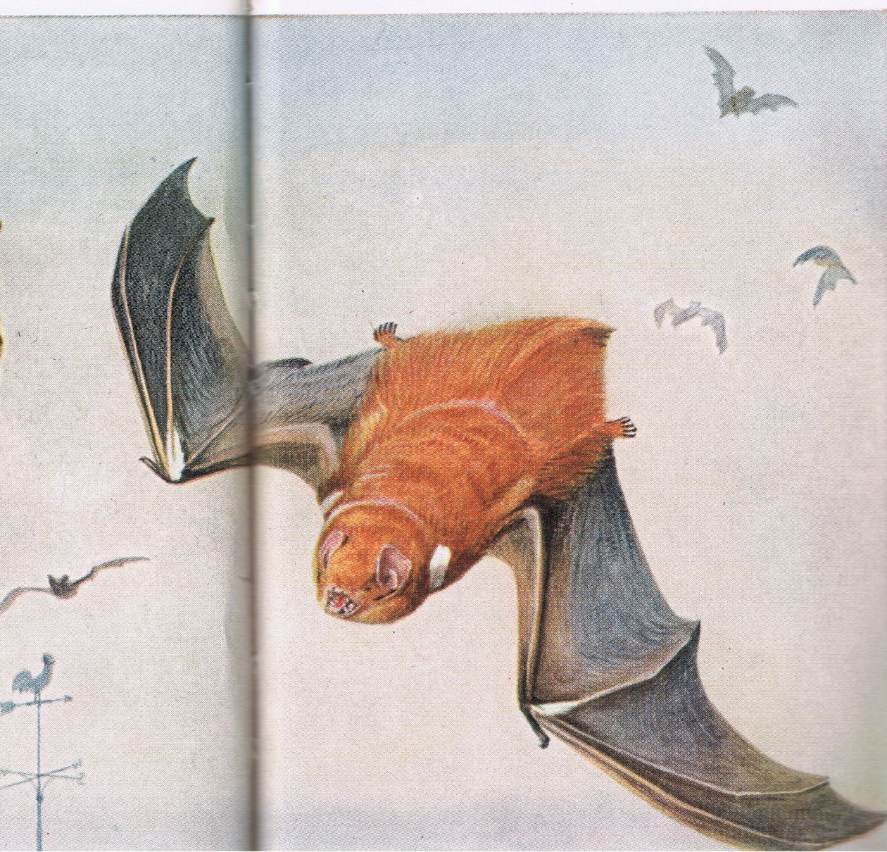 Rote Fledermaus von Louis Agassiz Fuertes