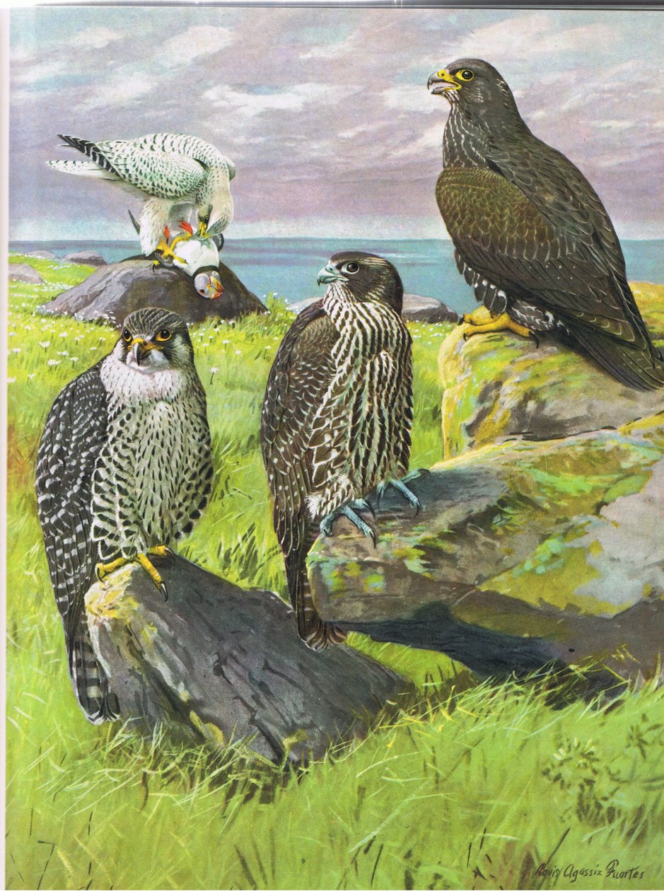 Weißer Gerfalke, Schwarzer Gerfalke von Louis Agassiz Fuertes